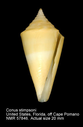 Conus stimpsoni.jpg - Conus stimpsoniDall,1902